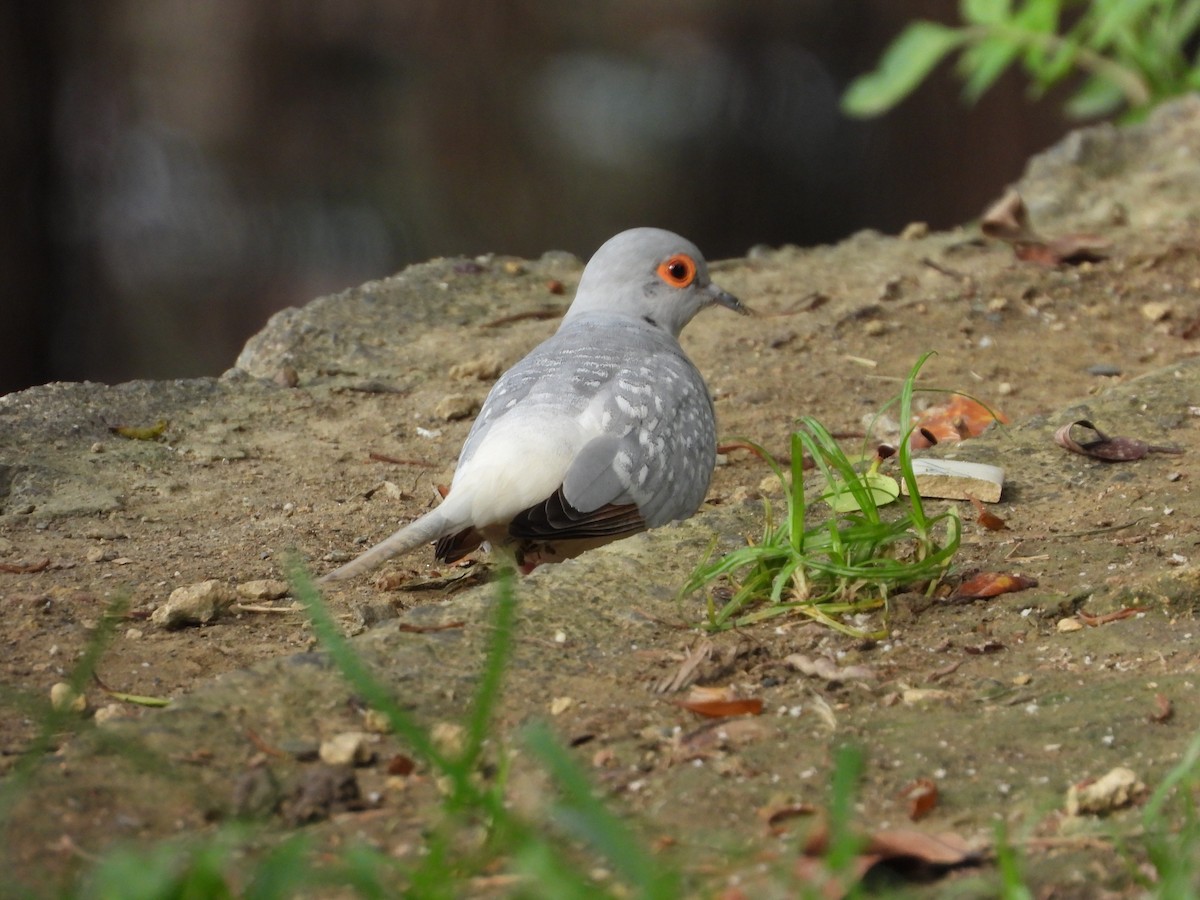 Diamond Dove - ML620480399