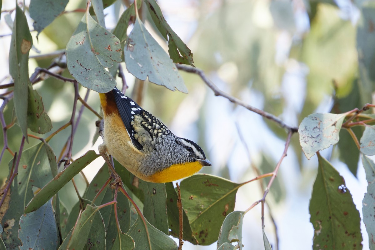 Spotted Pardalote - ML620480402