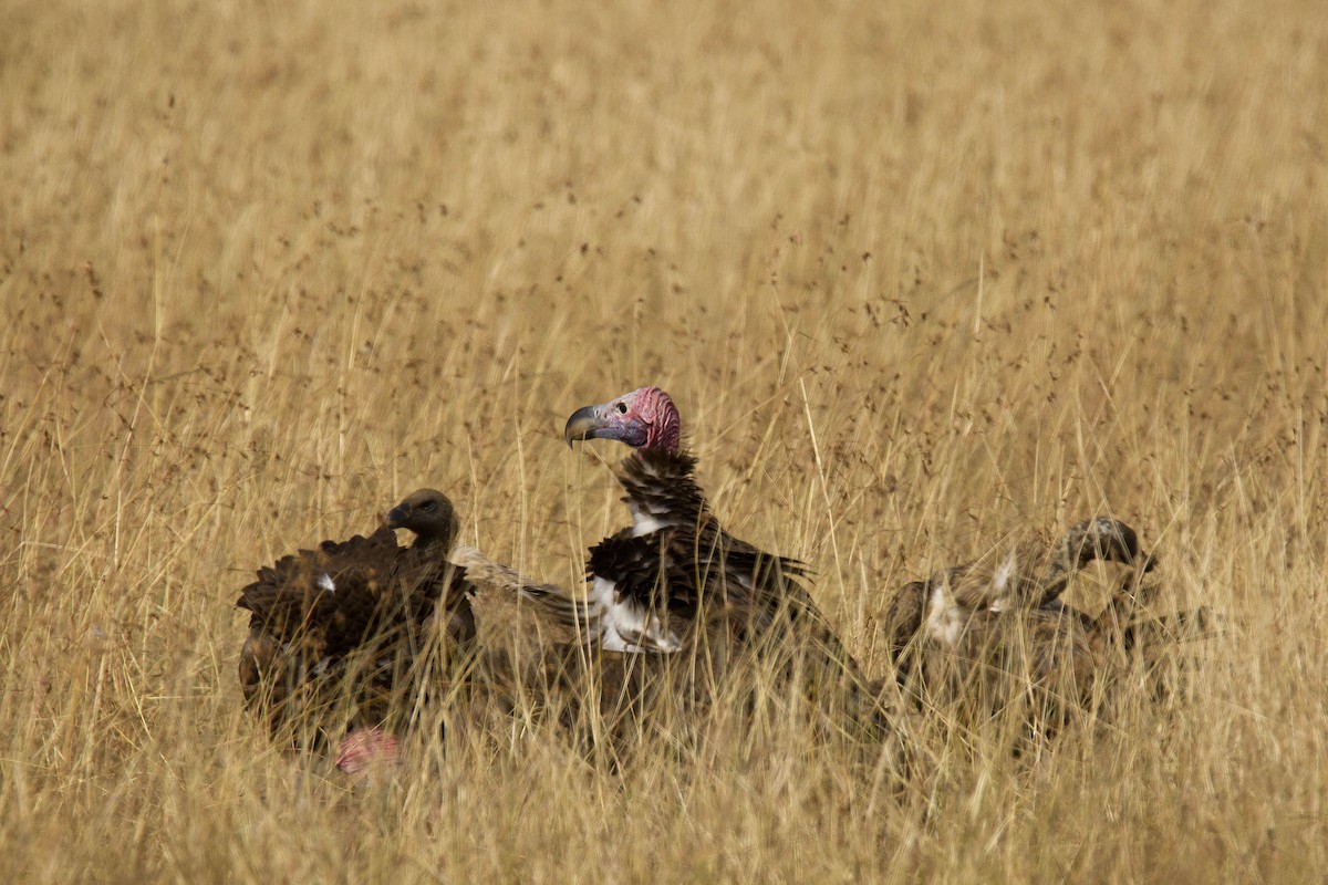 Lappet-faced Vulture - ML620480404