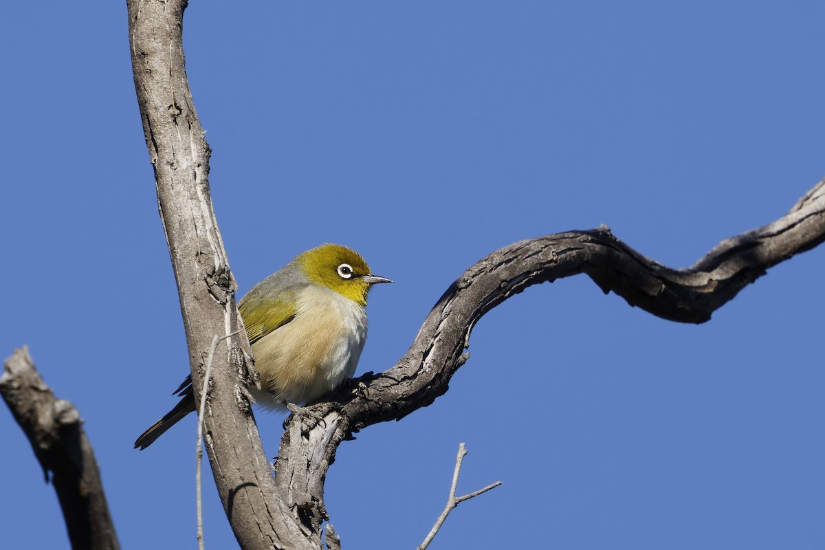 Silvereye - ML620480408