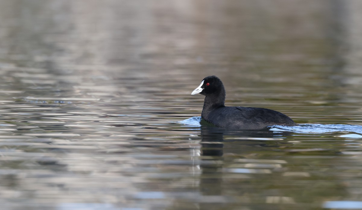 Eurasian Coot - Andy Gee