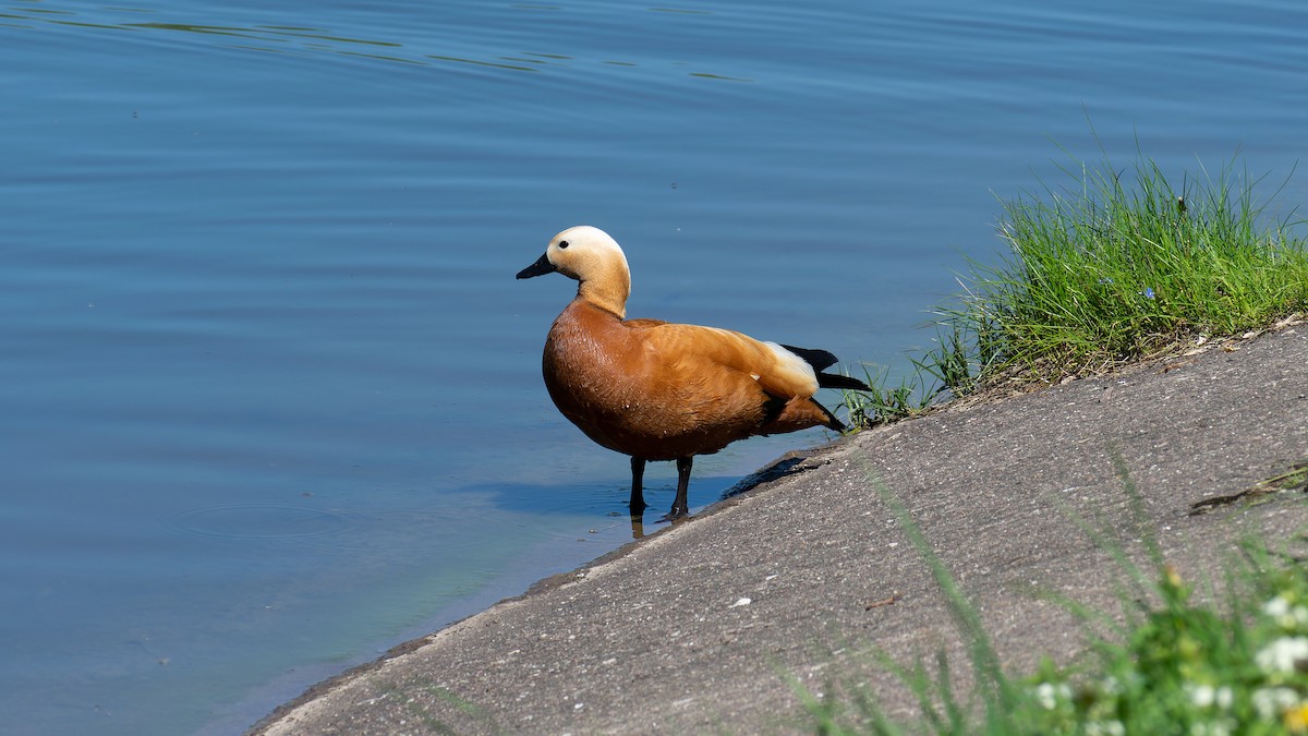 Ruddy Shelduck - ML620480414