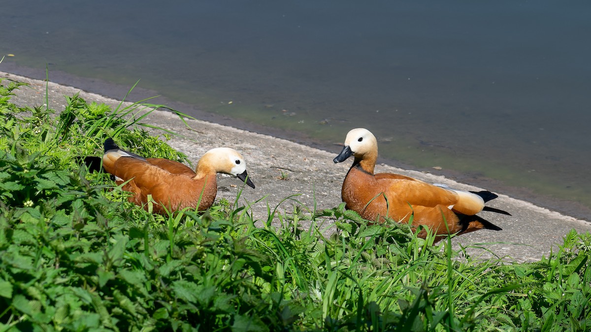 Ruddy Shelduck - ML620480415