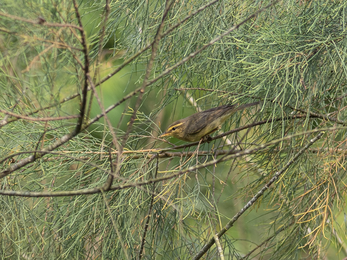 Tickell's Leaf Warbler - ML620480420