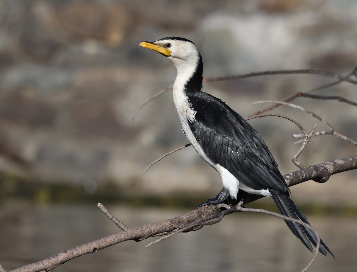 Little Pied Cormorant - ML620480421