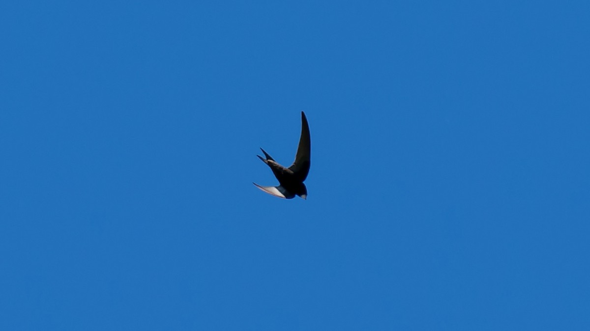 Common Swift - ML620480424