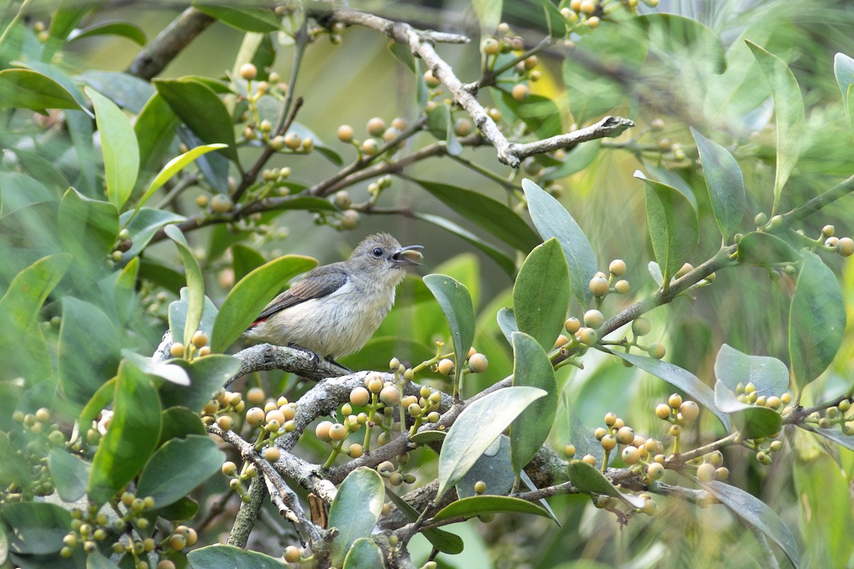 Scarlet-backed Flowerpecker - ML620480425