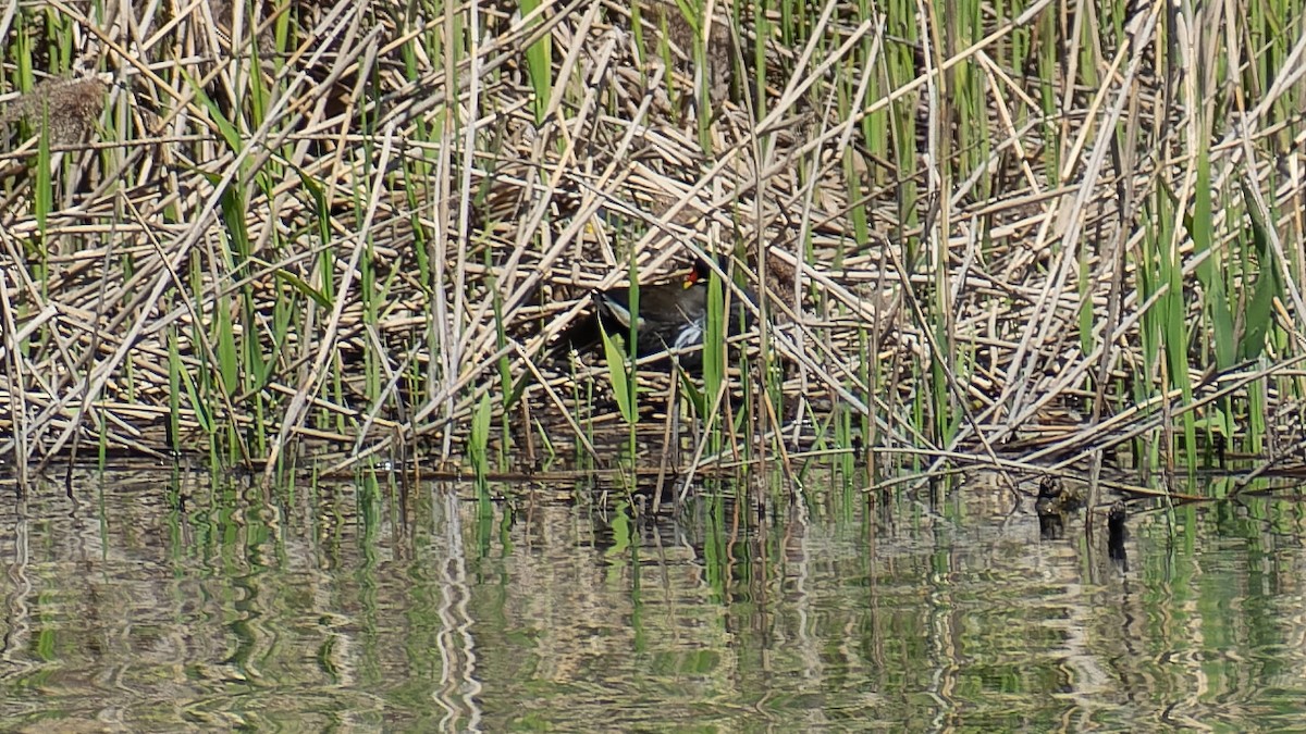 Eurasian Moorhen - ML620480427