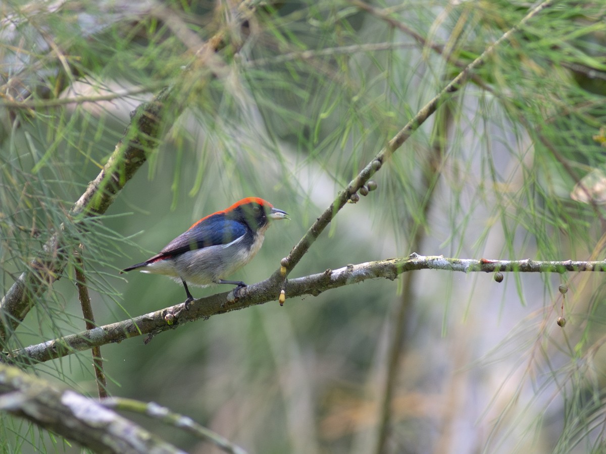 Scarlet-backed Flowerpecker - ML620480428