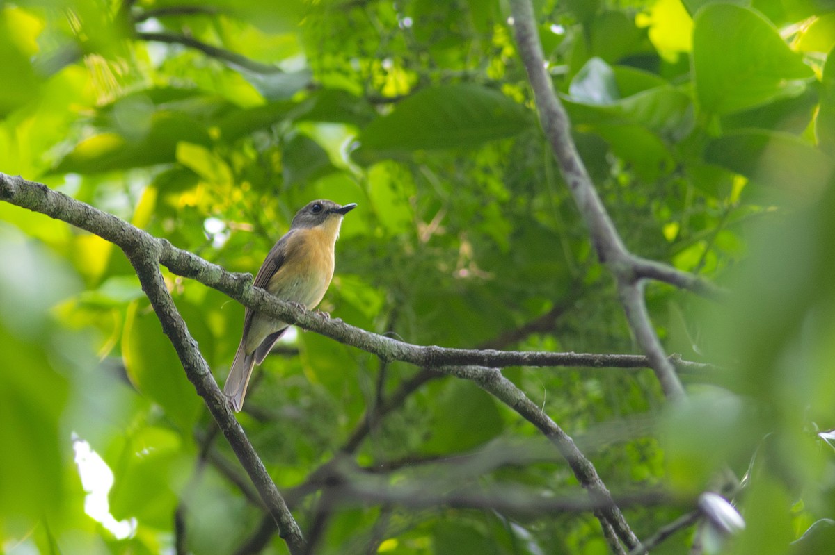 Pale-chinned Flycatcher - ML620480431