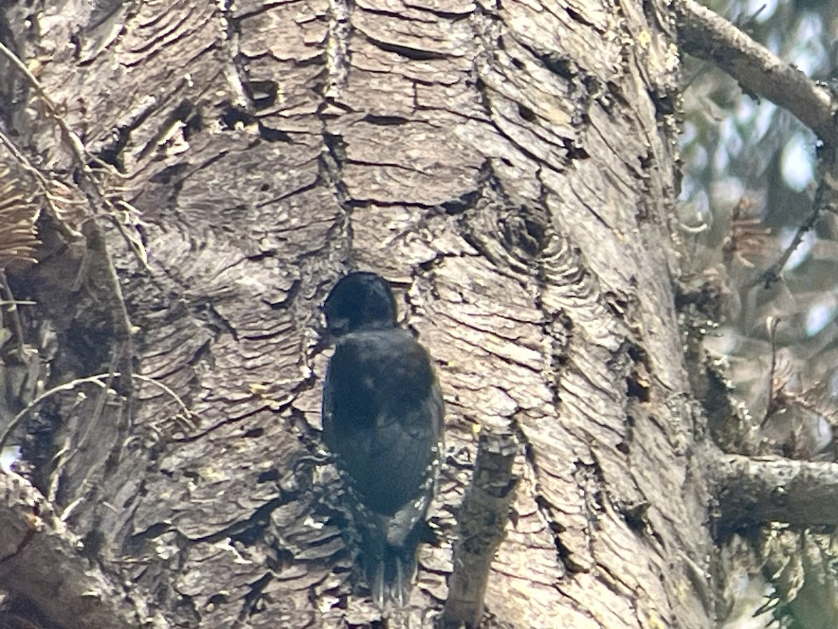 Black-backed Woodpecker - ML620480432