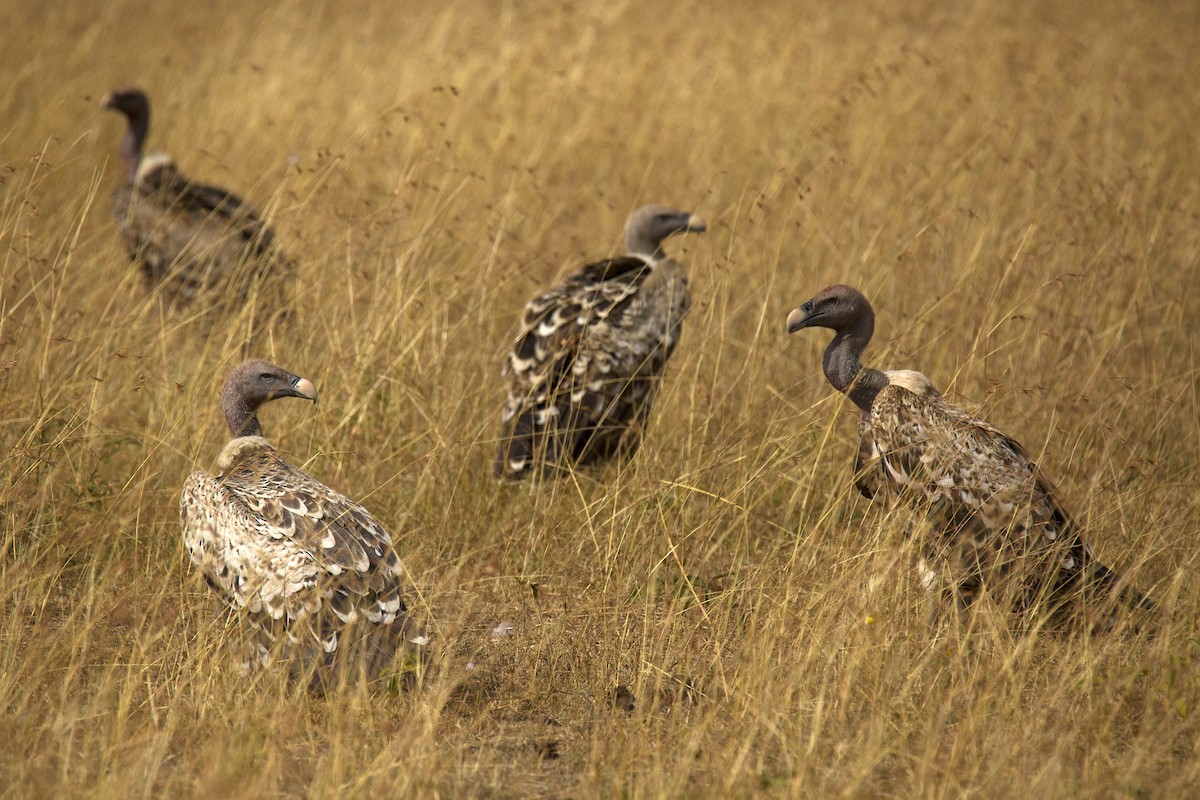 Rüppell's Griffon - ML620480433