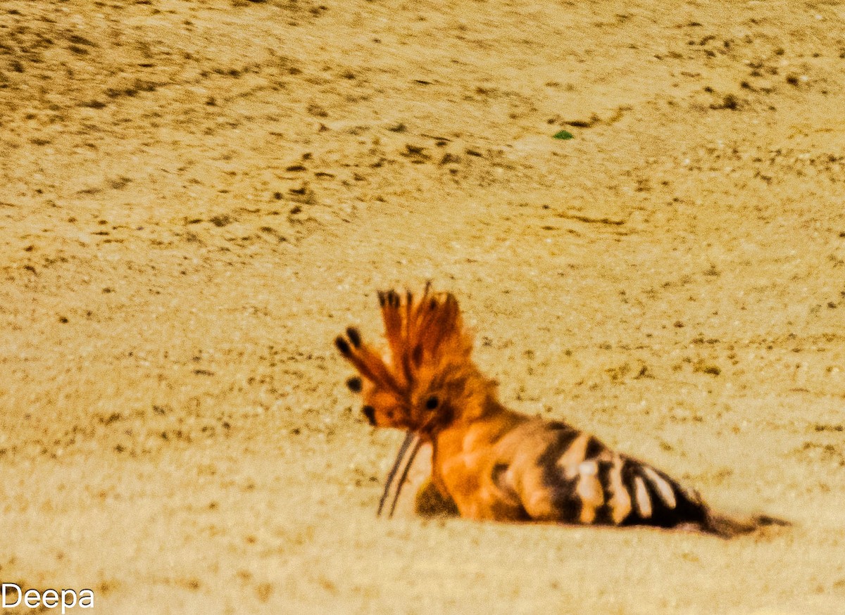 Eurasian Hoopoe - ML620480434