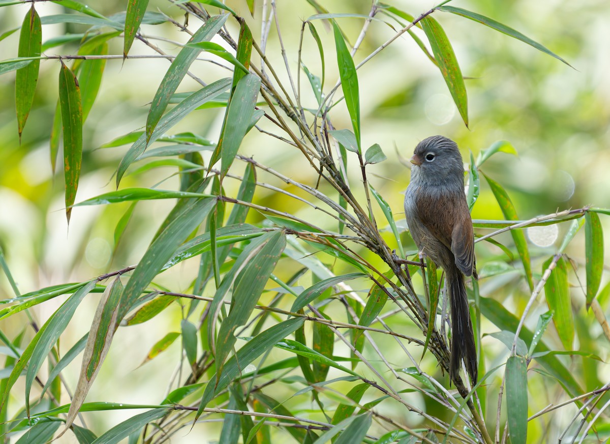 Gray-hooded Parrotbill - ML620480435