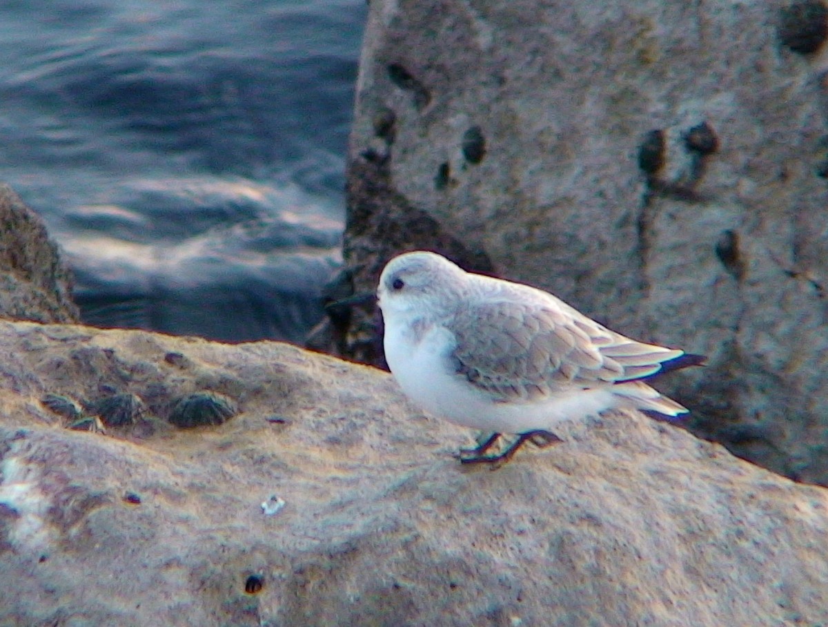 Sanderling - ML620480436