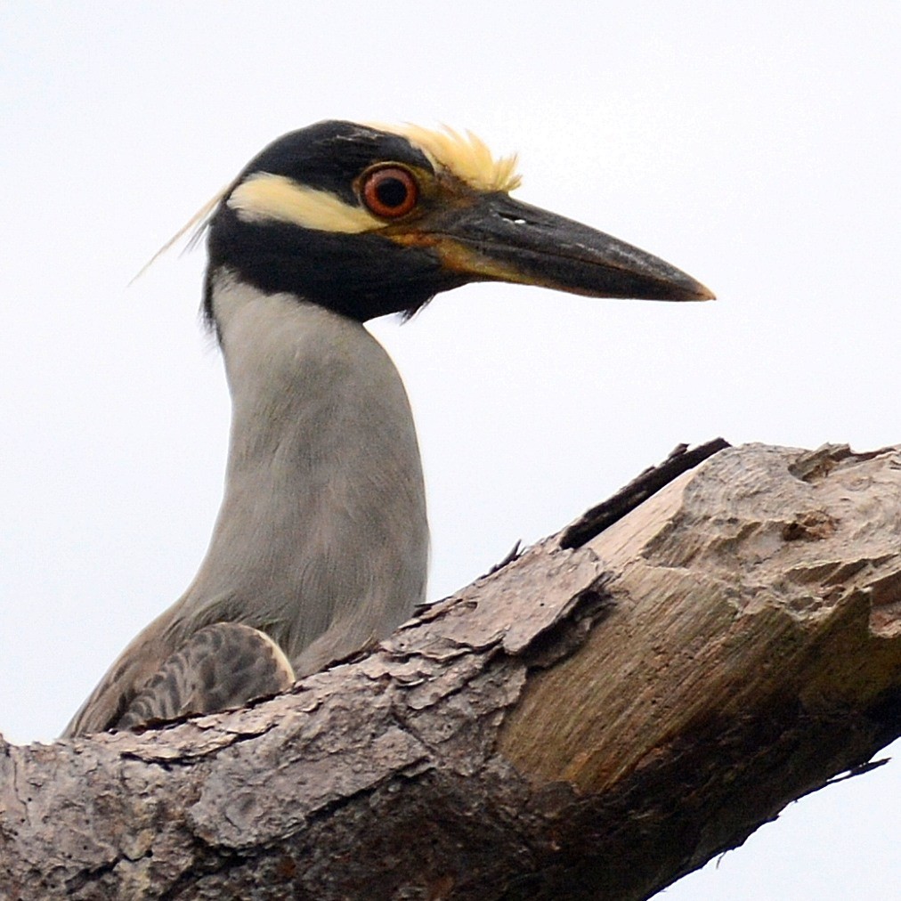 Yellow-crowned Night Heron (Yellow-crowned) - ML620480437