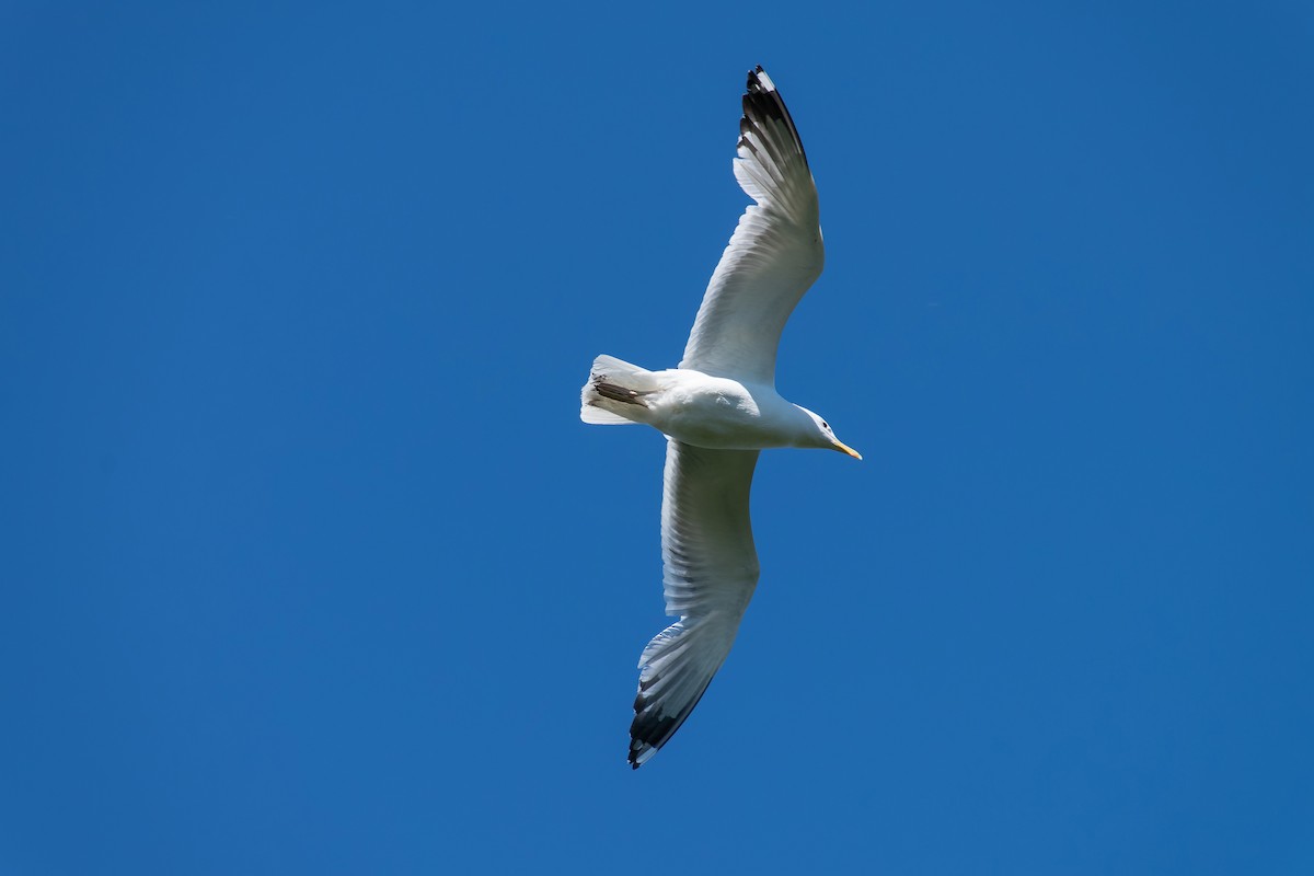 Caspian Gull - ML620480444