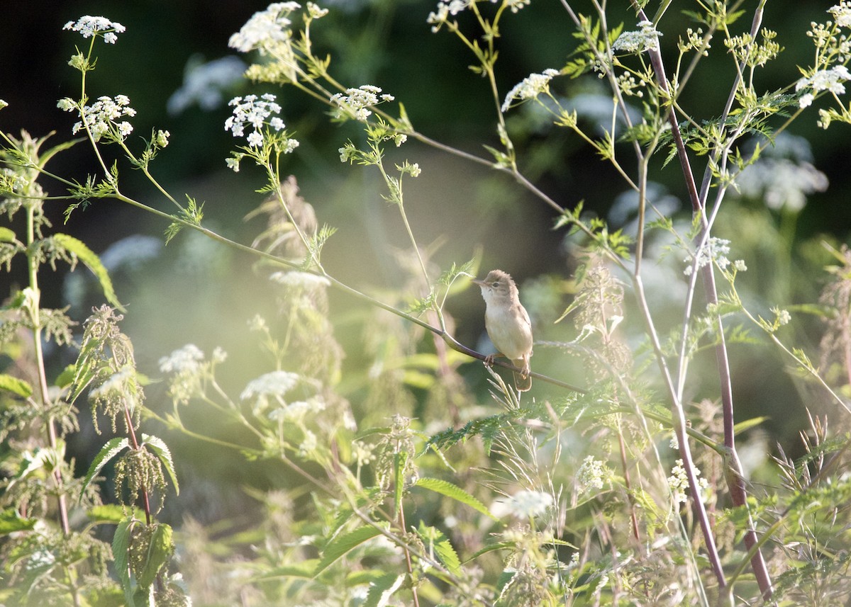 Marsh Warbler - ML620480447