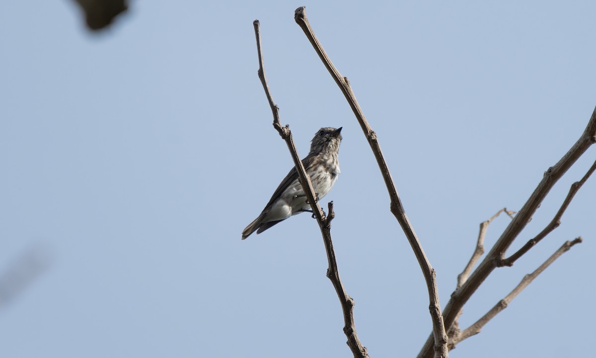 Gray-streaked Flycatcher - ML620480464