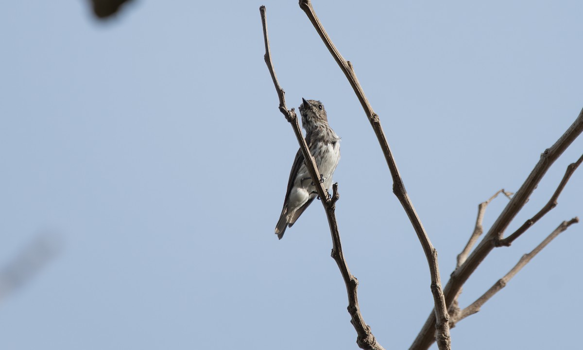 Gray-streaked Flycatcher - ML620480465