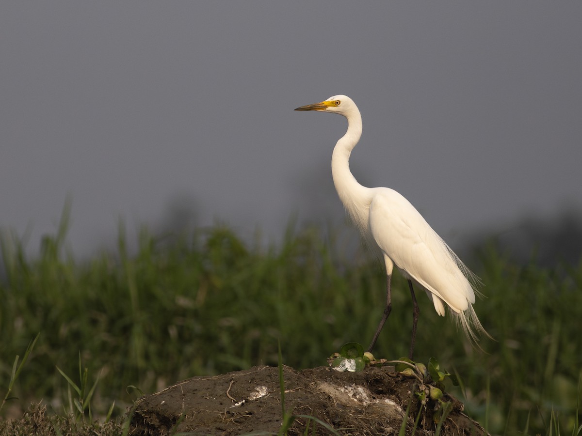 Little Egret - ML620480466