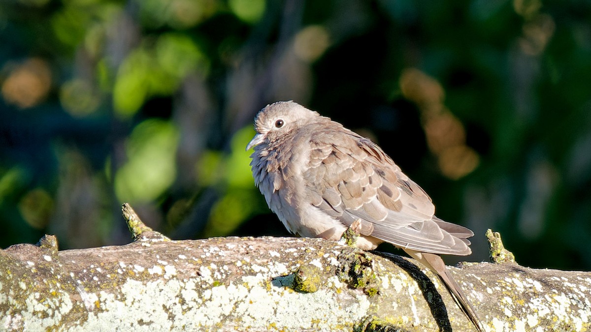 Mourning Dove - ML620480467