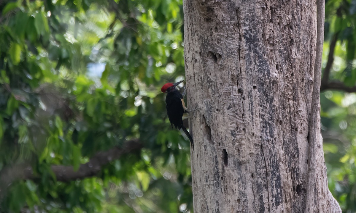 White-bellied Woodpecker - ML620480468