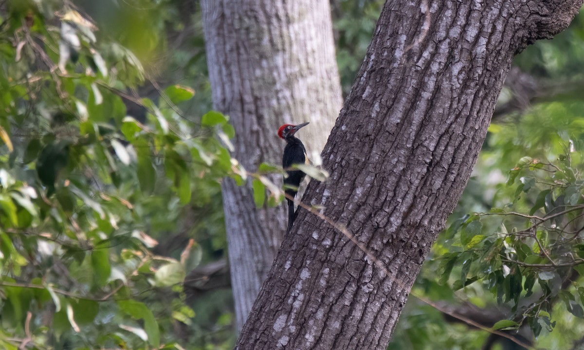 White-bellied Woodpecker - ML620480470