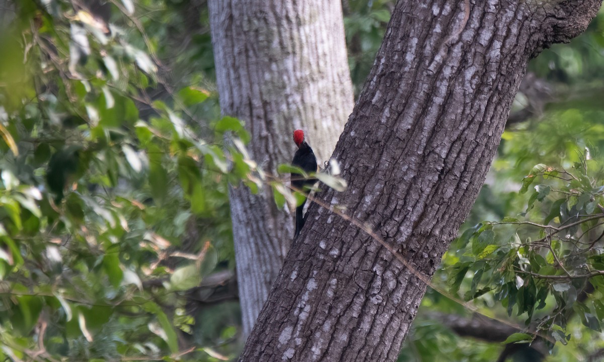 White-bellied Woodpecker - ML620480471