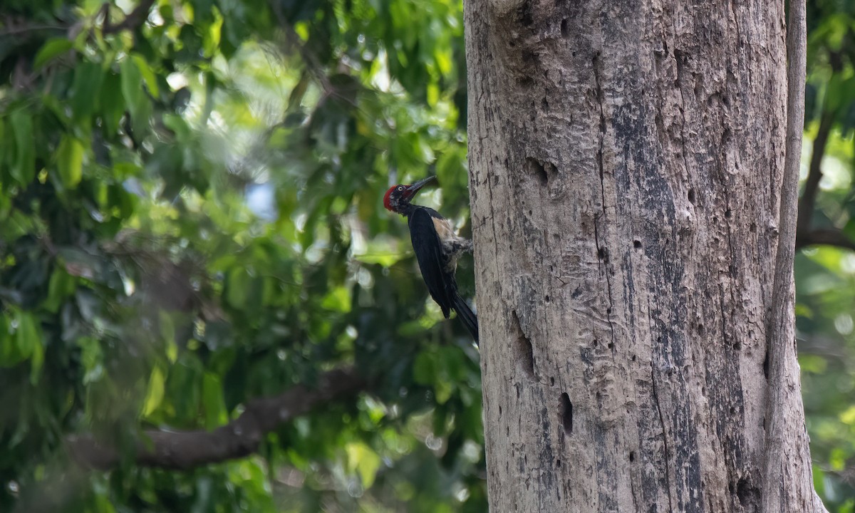 White-bellied Woodpecker - ML620480472