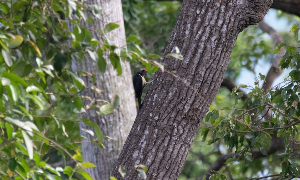 White-bellied Woodpecker - ML620480473
