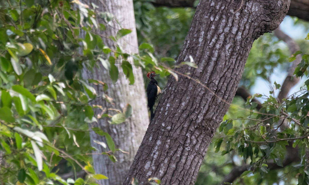 White-bellied Woodpecker - ML620480474