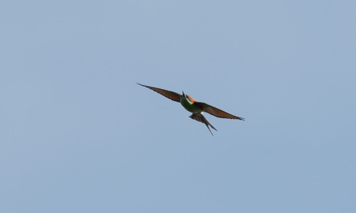 Rufous-crowned Bee-eater - ML620480476