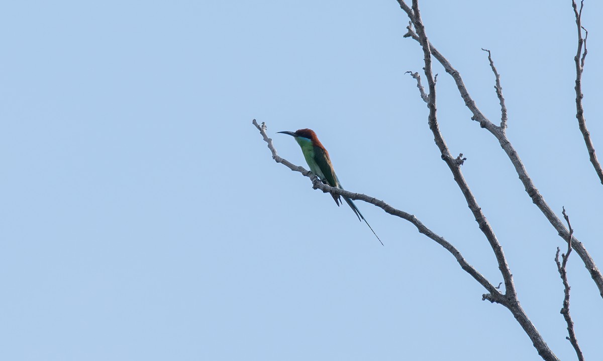 Rufous-crowned Bee-eater - ML620480477