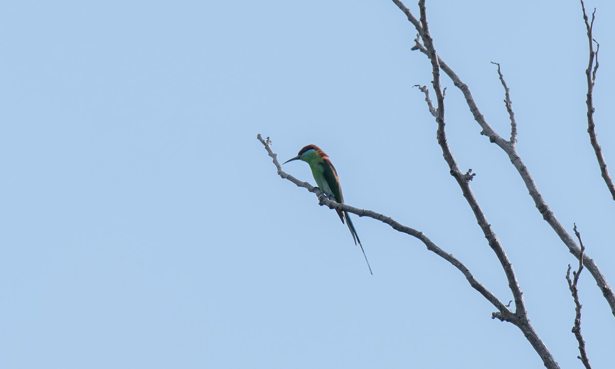 Rufous-crowned Bee-eater - ML620480478