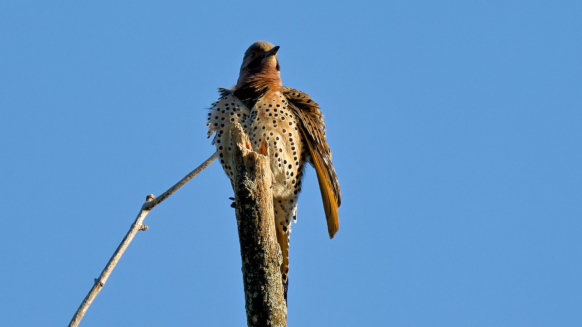 Northern Flicker - ML620480479