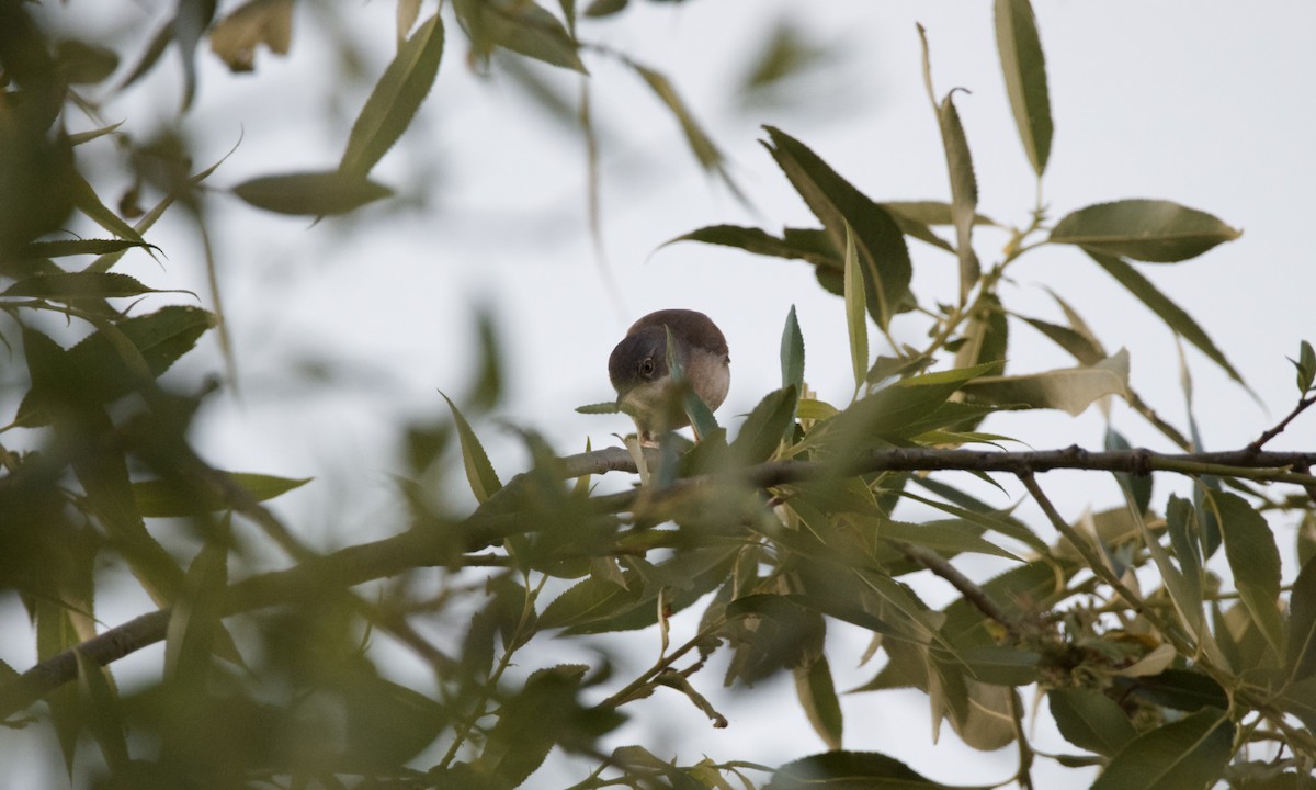 Greater Whitethroat - ML620480480