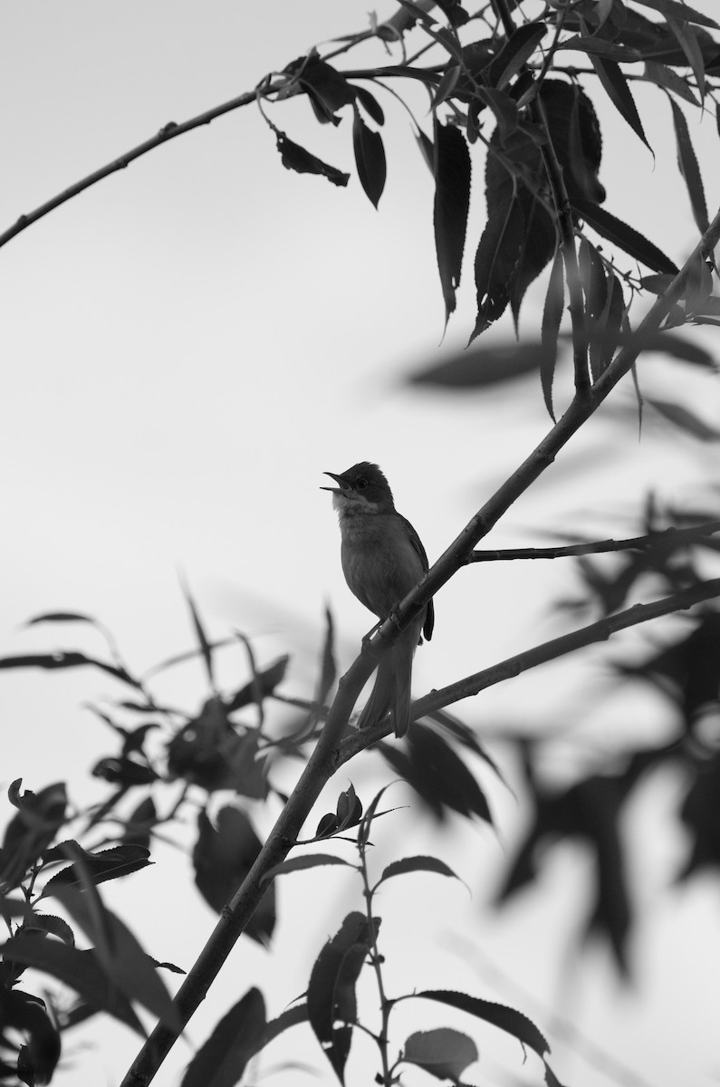 Greater Whitethroat - ML620480481