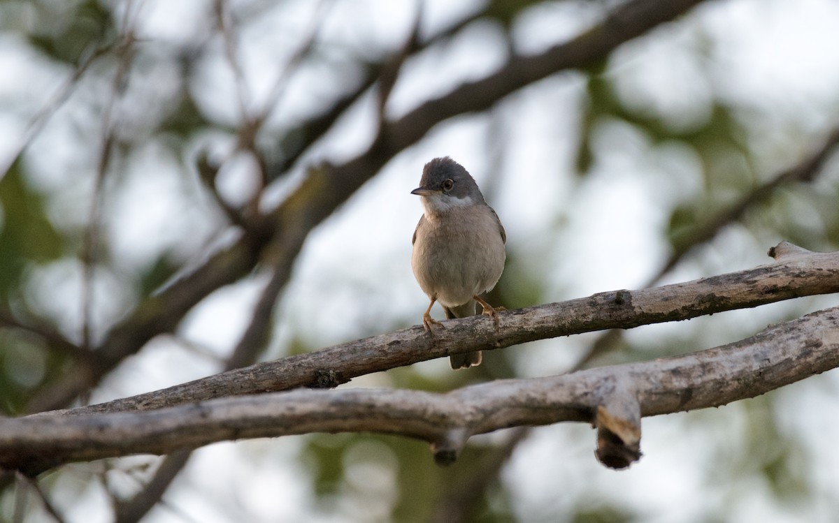 Greater Whitethroat - ML620480484