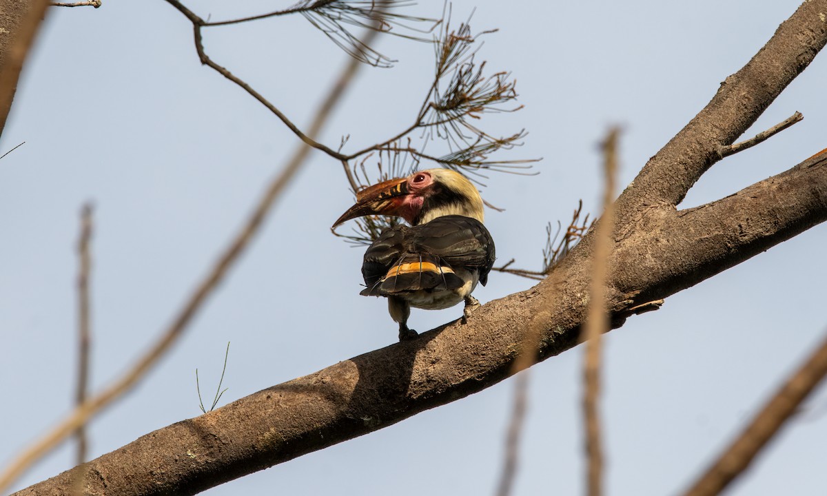 Luzon Hornbill - ML620480491