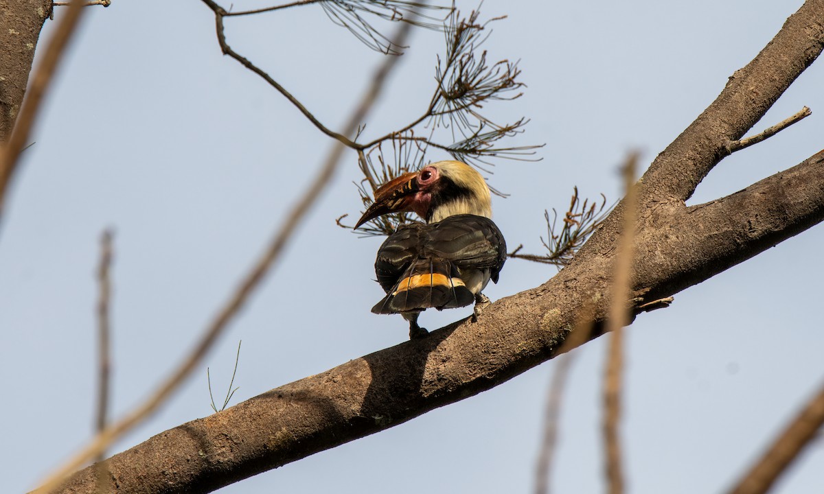 Luzon Hornbill - ML620480493