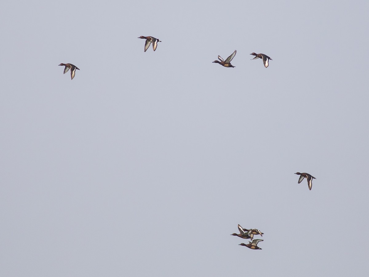 Ferruginous Duck - ML620480497