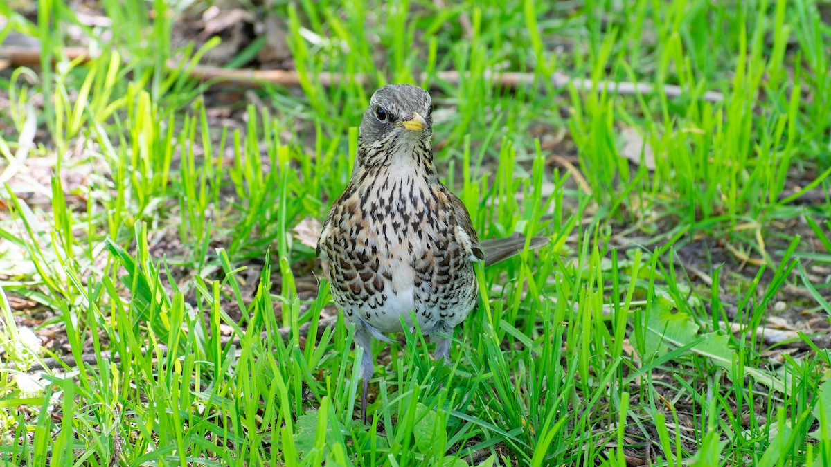 Fieldfare - ML620480500