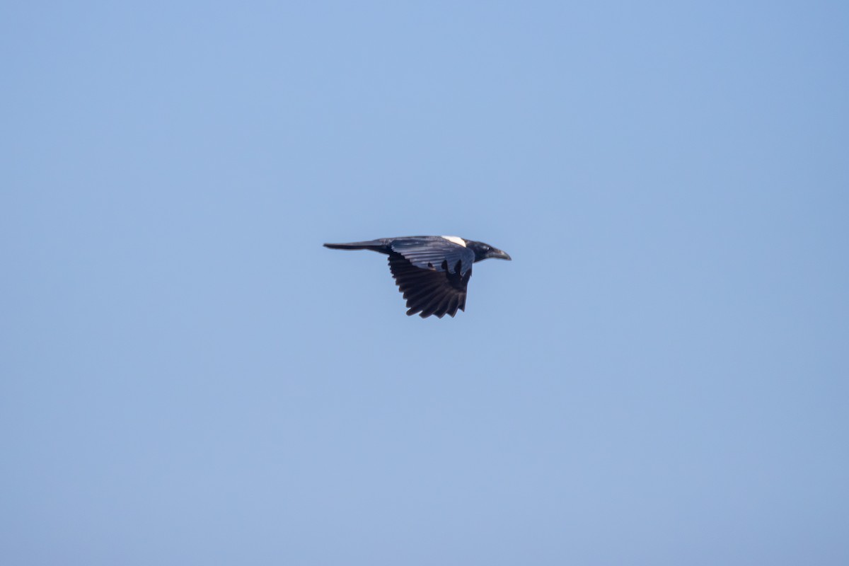 Pied Crow - ML620480501