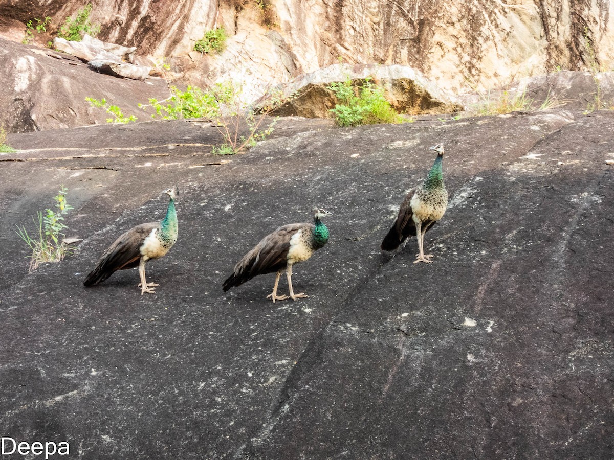 Indian Peafowl - ML620480508