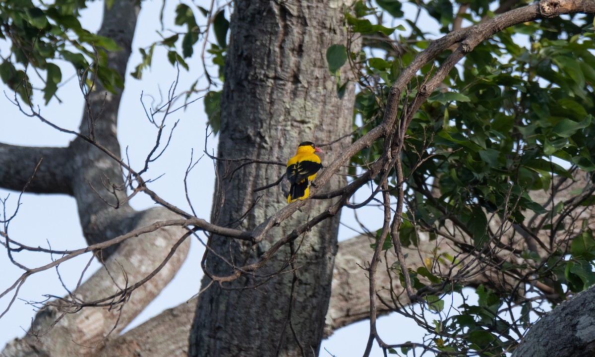 Black-naped Oriole (Philippine) - ML620480511