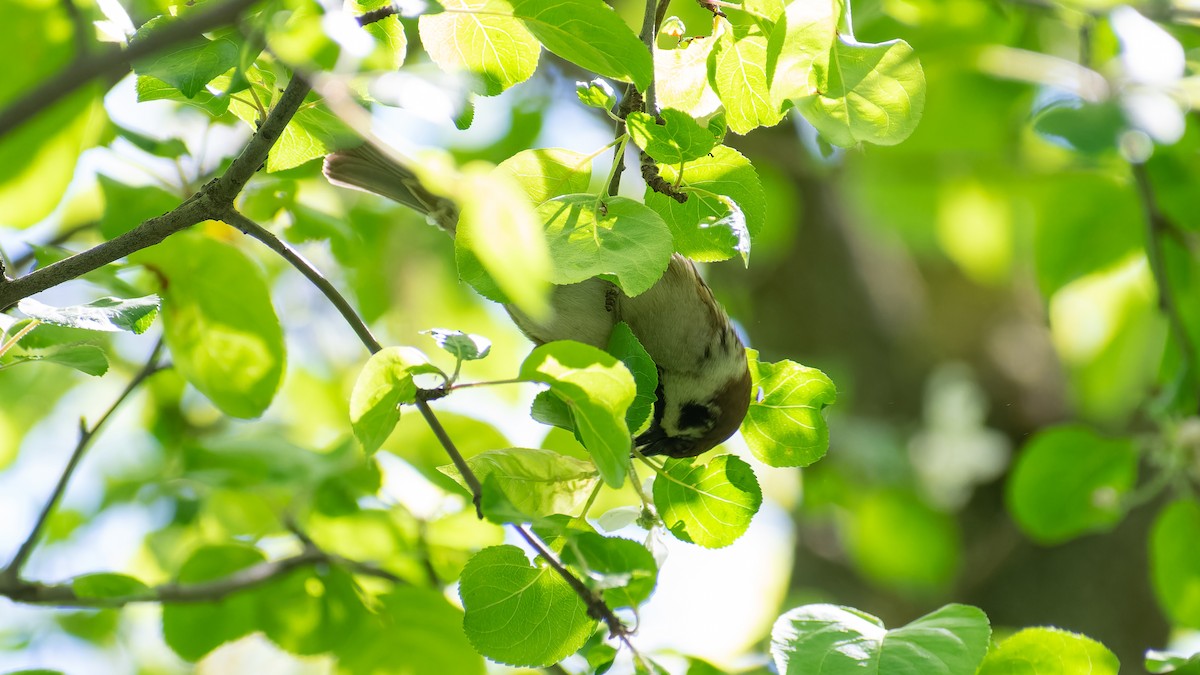 Eurasian Tree Sparrow - ML620480513