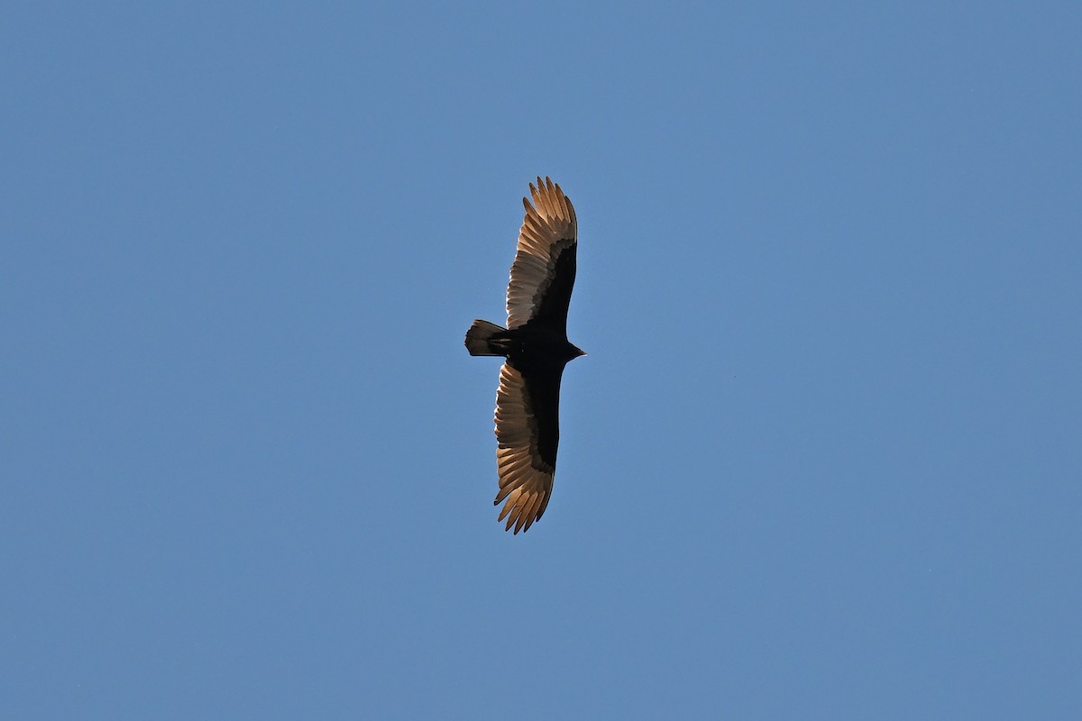 Turkey Vulture - ML620480514