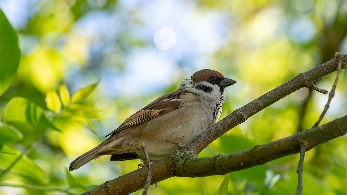 Eurasian Tree Sparrow - ML620480515