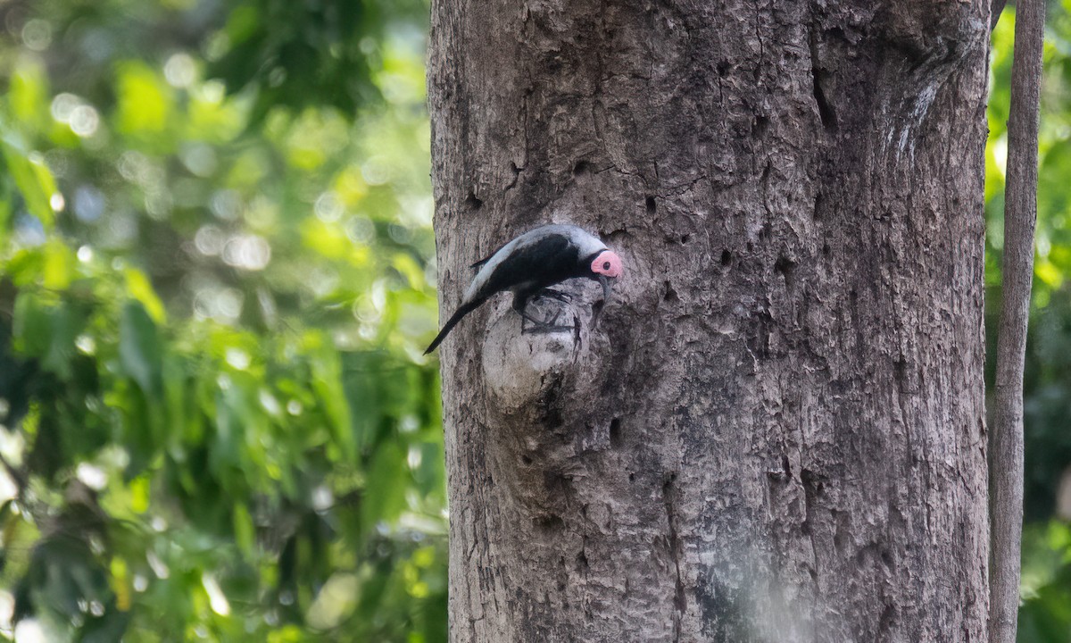 Miná Coleto - ML620480521